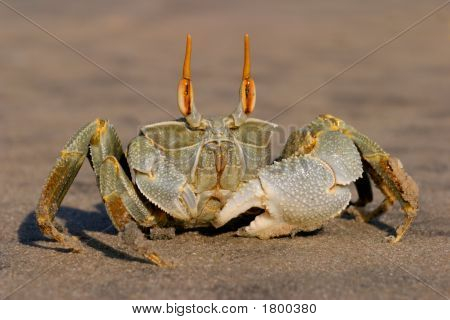 Duch krab 