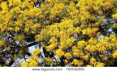 Close up of Golden Wattle (Acacia pycnantha) foliage