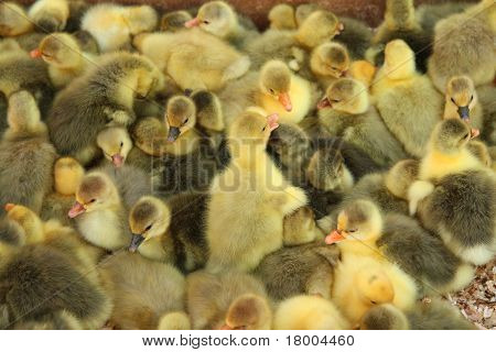 Ducklings