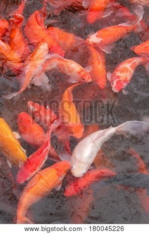 Koi carp fish in the lake or pond. Top view. Vertical.