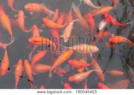 Koi carp fish in the lake or pond. Top view. Horizontal.