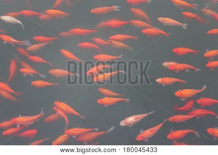 Koi carp fish in the lake or pond. Top view. Horizontal.
