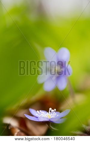 Early blue spring wild flower liverleaf or liverwort, Hepatica nobilis. A delicate and fragile wild forestflower. Symbol for fragility and serenity. soft focus image