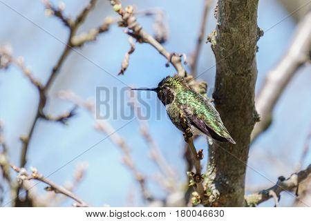 Green Hummingbird Bird On The Branch With Blury Background