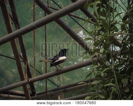 Black and white birds fly to the iron island in the nursery garden. Copsychus saularis Oriental magpie robin