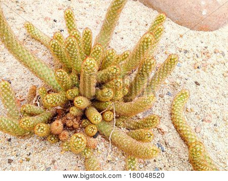 Mammillaria Elongata Dc.