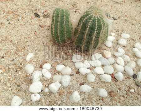Notocactus Magnificus