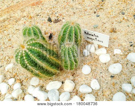 Notocactus Magnificus