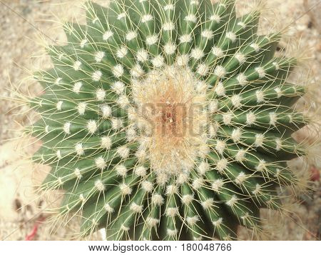 Notocactus