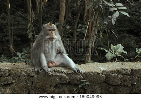 Balinese Long-Tailed Monkey. The Ubud Monkey Forest is a nature reserve and Hindu temple complex in Ubud, Bali, Indonesia. These monkeys are also called crab-eating macaques or long tailed macaques.