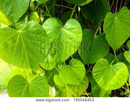 Tinospora Crispa Tree