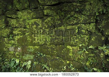 Green moss background in nature. Closeup of moss on brick wall