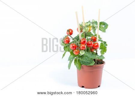 Single Home Cultivated Organic Cherry Tomatoes Tree With Mini Red Fresh Tomatoes Hanging On It, Plan