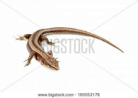 Live lizard ( Lacertilia)Lacerta agilis isolated on white background closeup.