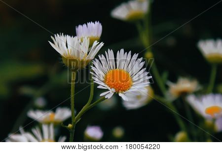 Flowering. Chamomile. Blooming chamomile field Chamomile flowers on a meadow in summer Selective focus.