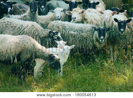 Flock of sheep grazing in a hill at sunset green grass