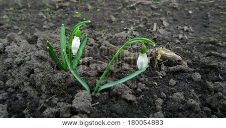 Snowdrops rising from the snow to announce spring white