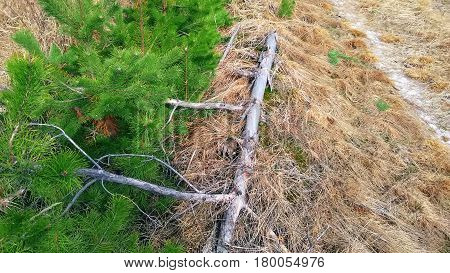 Young spruce seedling tree surrounded with a shreaded wood mulch growing in a plant nursery grass