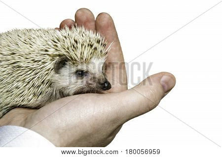 the image hedgehog in the palm isolated