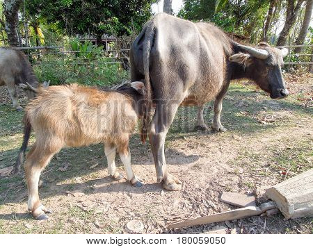 Buffalo And Calf Grazing At Don Det Island