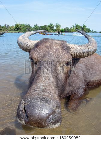 Water Buffalo Taking A Bath On River Mekong
