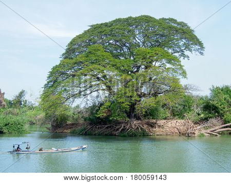 Big Tree On Mekong River At Don Det Island