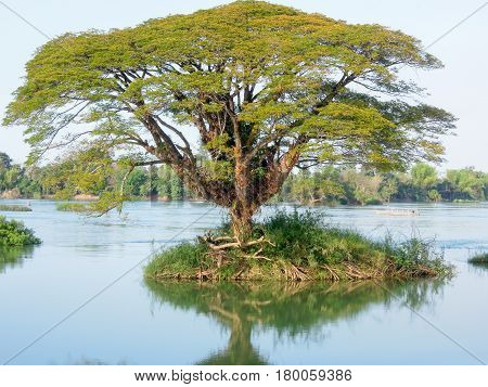 Big Tree On Mekong River At Don Det Island
