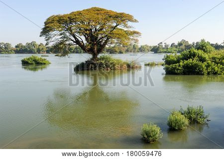 Big Tree On Mekong River At Don Det Island