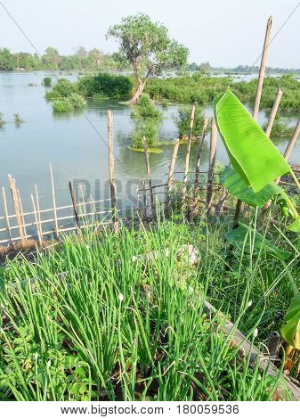 View At River Mekong In Don Det Island