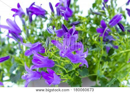 Close On A Campanula Addenda Or Bellflowers Isolated On White Background