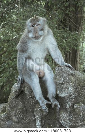 Balinese Long-Tailed Monkey. The Ubud Monkey Forest is a nature reserve and Hindu temple complex in Ubud, Bali, Indonesia. These monkeys are also called crab-eating macaques or long tailed macaques.