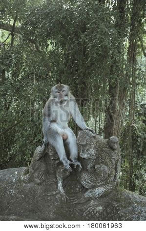 Balinese Long-Tailed Monkey. The Ubud Monkey Forest is a nature reserve and Hindu temple complex in Ubud, Bali, Indonesia. These monkeys are also called crab-eating macaques or long tailed macaques.