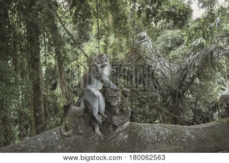 Balinese Long-Tailed Monkey. The Ubud Monkey Forest is a nature reserve and Hindu temple complex in Ubud, Bali, Indonesia. These monkeys are also called crab-eating macaques or long tailed macaques.