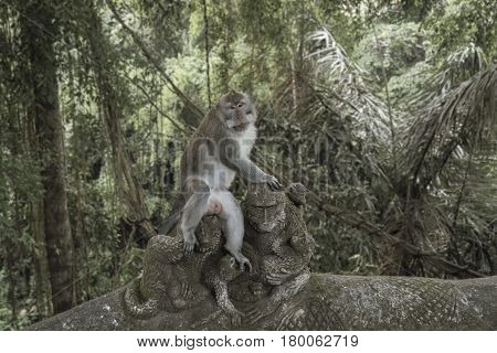 Balinese Long-Tailed Monkey. The Ubud Monkey Forest is a nature reserve and Hindu temple complex in Ubud, Bali, Indonesia. These monkeys are also called crab-eating macaques or long tailed macaques.