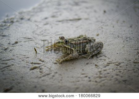 Small river frog sitting on the sand close-up