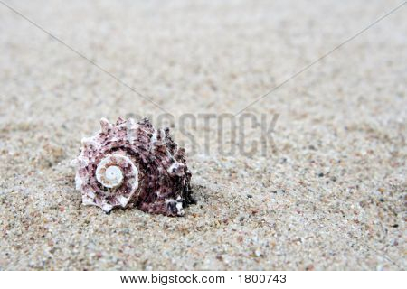 Shell