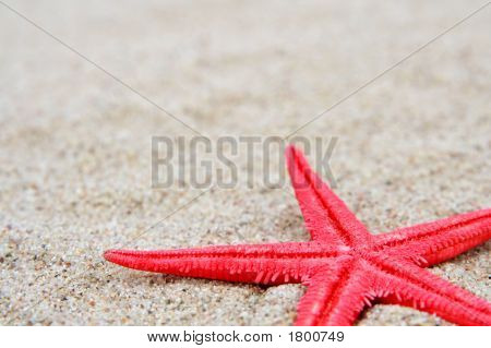 Estrela do mar