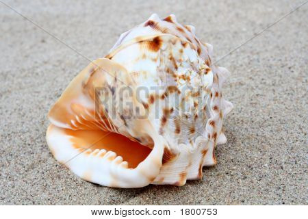 Shell