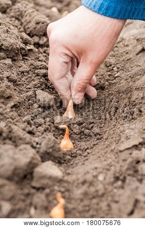 Planting onions in the ground. During the spring works