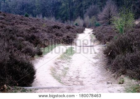 Heath And Path At The Posbank In Rheden, National Park Veluwe, Netherlands