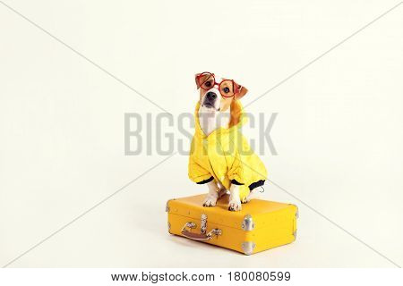 A fancy dog Jack-Rassel terrier is wearing yellow raincoat and glasses. It is sitting on a suitcase and staring at the camera. The picture is taken at studio and has white background. Travel, tourism concept