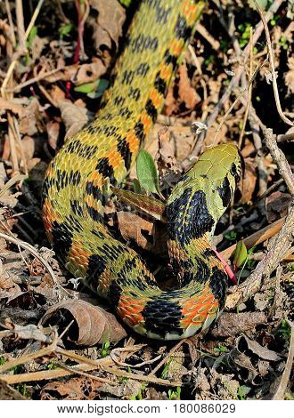 A snake with bright tiger coloring (lat.Rhabdophis tigrinus lateralis). Closeup. Wild nature.