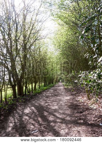 A Lovely Dome And Archway Of Trees