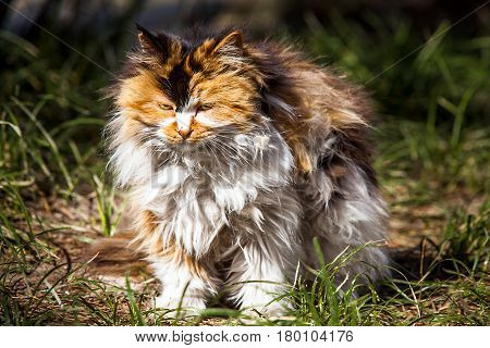 Long hair cat in Beijing China Asien