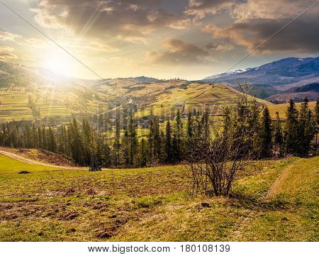 mountain rural area in springtime season. agricultural field on a hill near the spruce forest and village. beautiful and vivid landscape with snowy peaks in the distance at sunset
