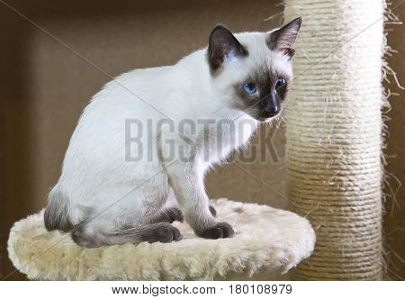 sleek haired kitten of Siamese type (Mekong bobtail tailless)