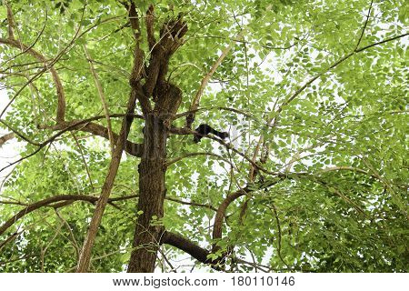 Squirrels jumping in the trees And have fun When I see a sense of independence that does not have to be in the slammer.