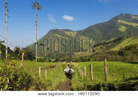 Cocora Valley Colombia - February 8 2014: Two man and horses in a trail in the Cocora Valley (Valle del Cocora) in Colombia South America