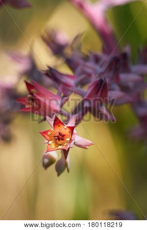 Flowers of an Echeveria gibbiflora in Spring