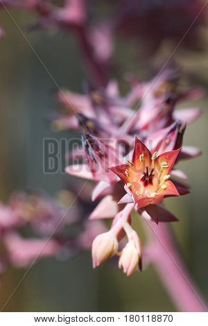 Flowers of an Echeveria gibbiflora in Spring